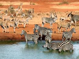 Tsavo