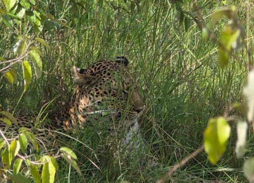 TSAVO EAST NATIONAL PARK 3 DAYS 2 NIGHTS GROUP TRIP