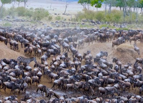 MASAI MARA NATIONAL RESERVE 3 DAYS 2 NIGHTS GROUP TRIP