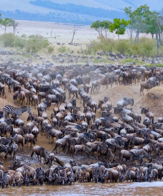 MASAI MARA NATIONAL RESERVE 3 DAYS 2 NIGHTS GROUP TRIP